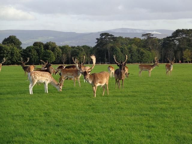 Phoenix Park